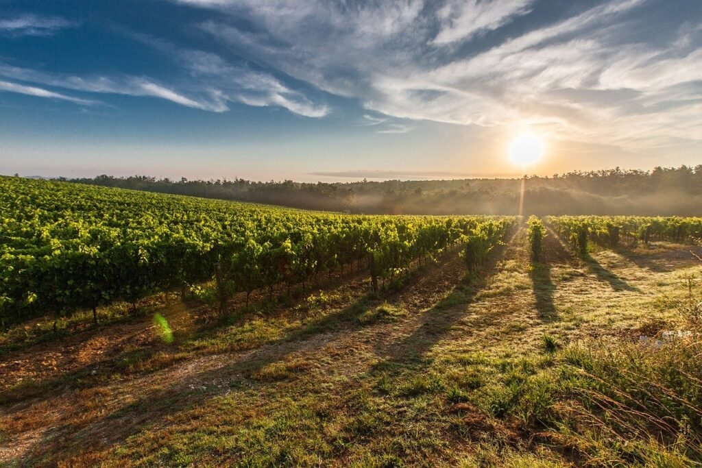 discover-italy-vineyard-sustainable