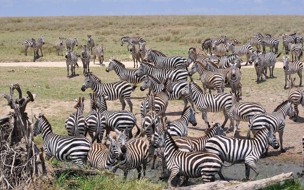 Tanzania Safari-zebras