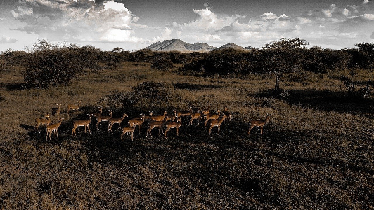 Tanzania Safari