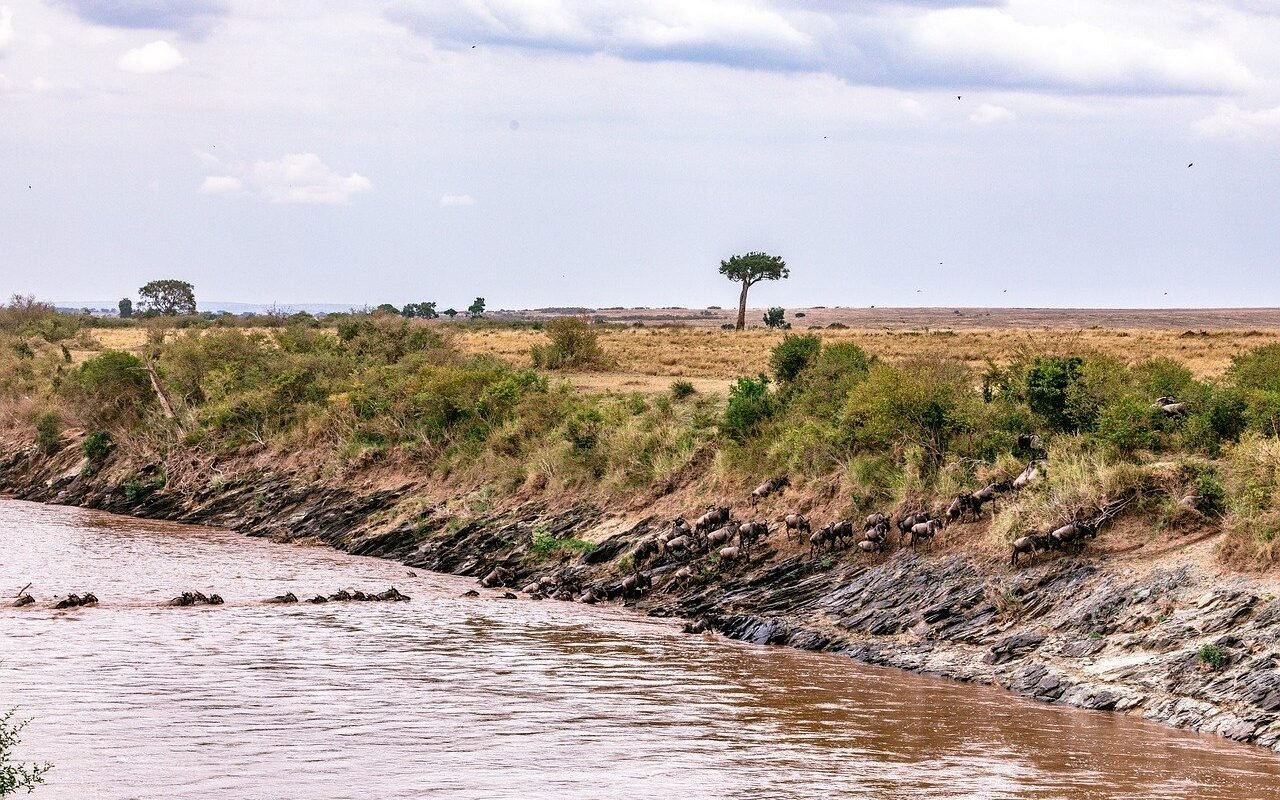 Kenya-Safari-wildlife