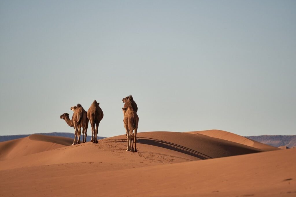 camels-morocco