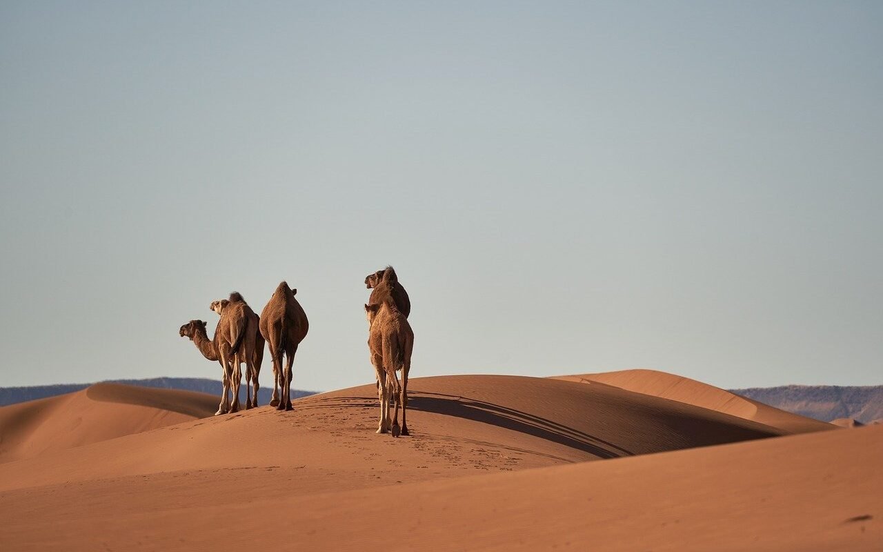 camels-morocco