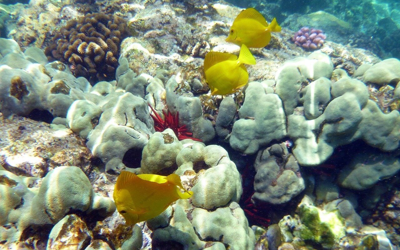 coral-reef-hawaii