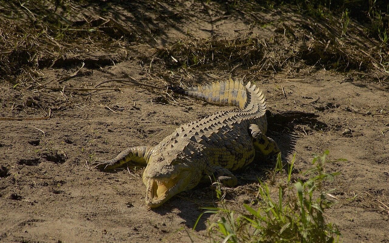 crocodile-Tanzania