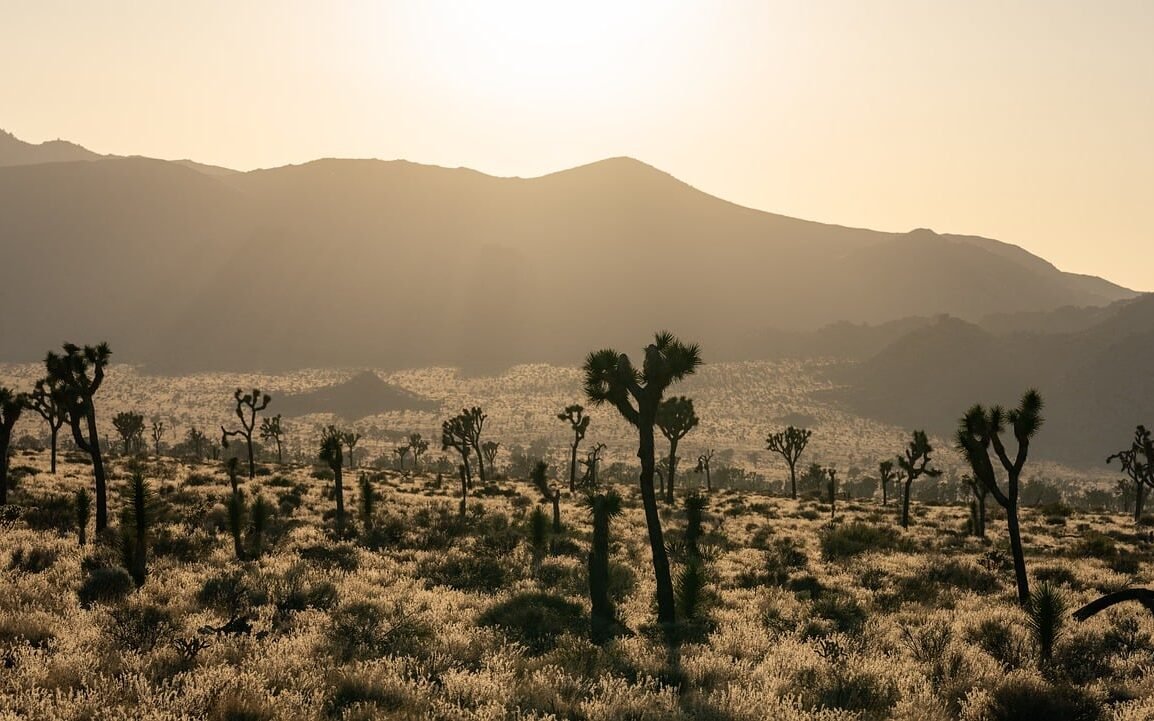 desert-california