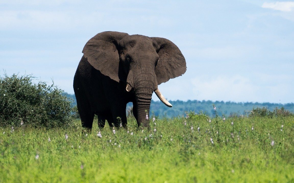 elephant-south africa