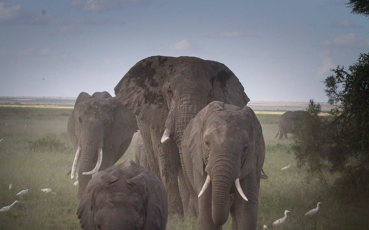 elephant-herd-Kenya