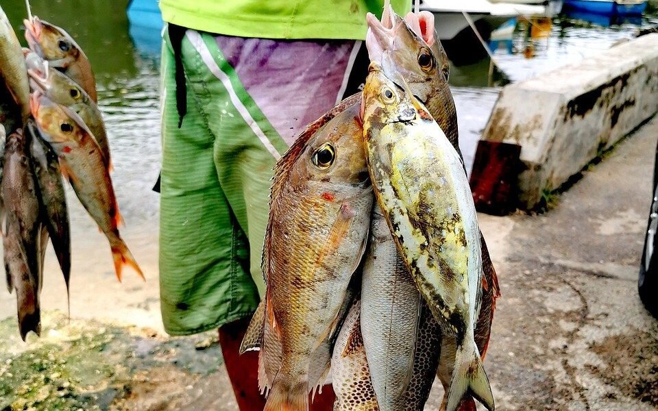 discover-seychelles-fishing