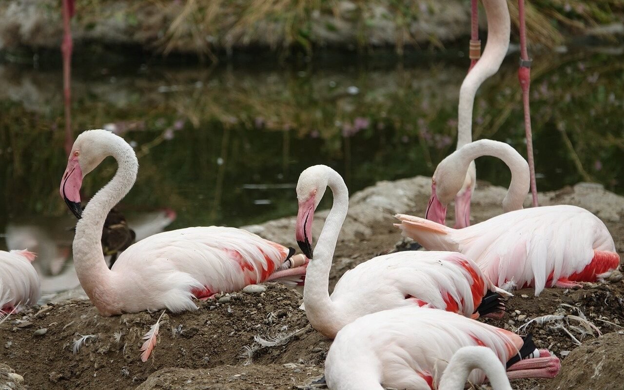 flamingo-Etosha-National-Park