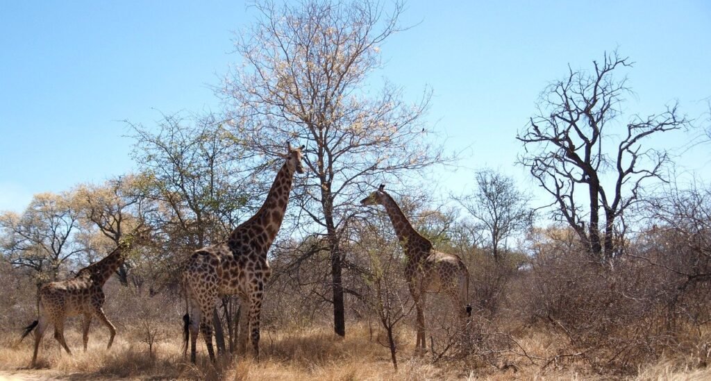 giraffe-south-africa