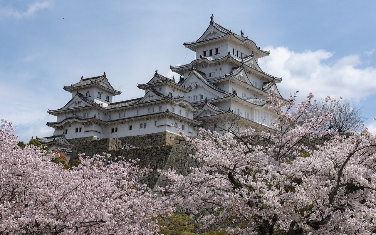 cherry blossom japan