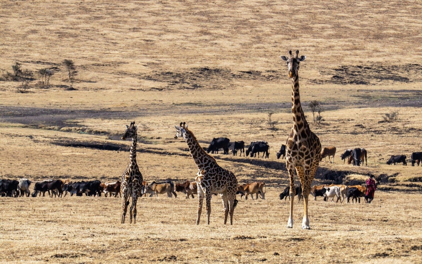 kenya-safari-giraffes