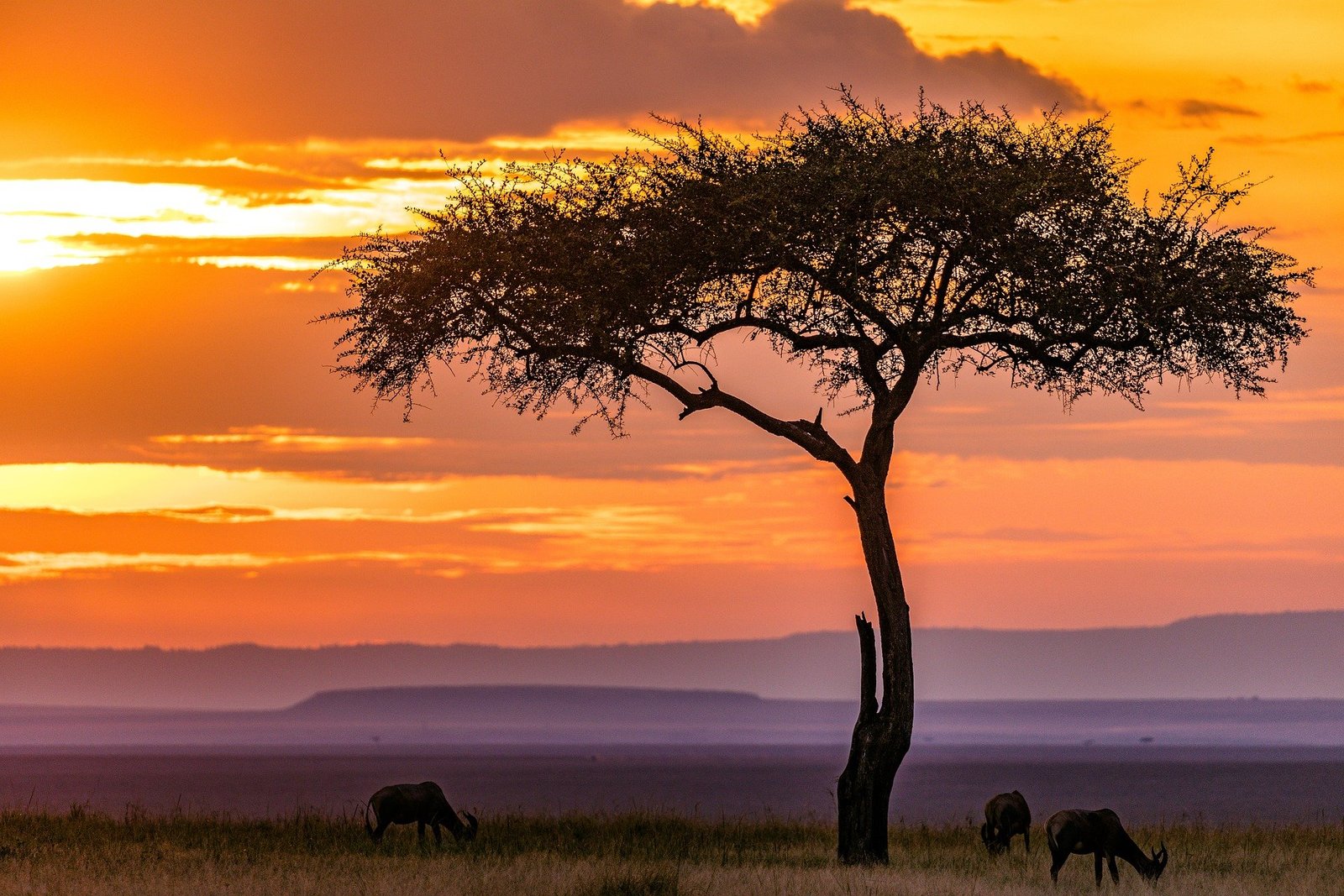 kenya-safari-sunset