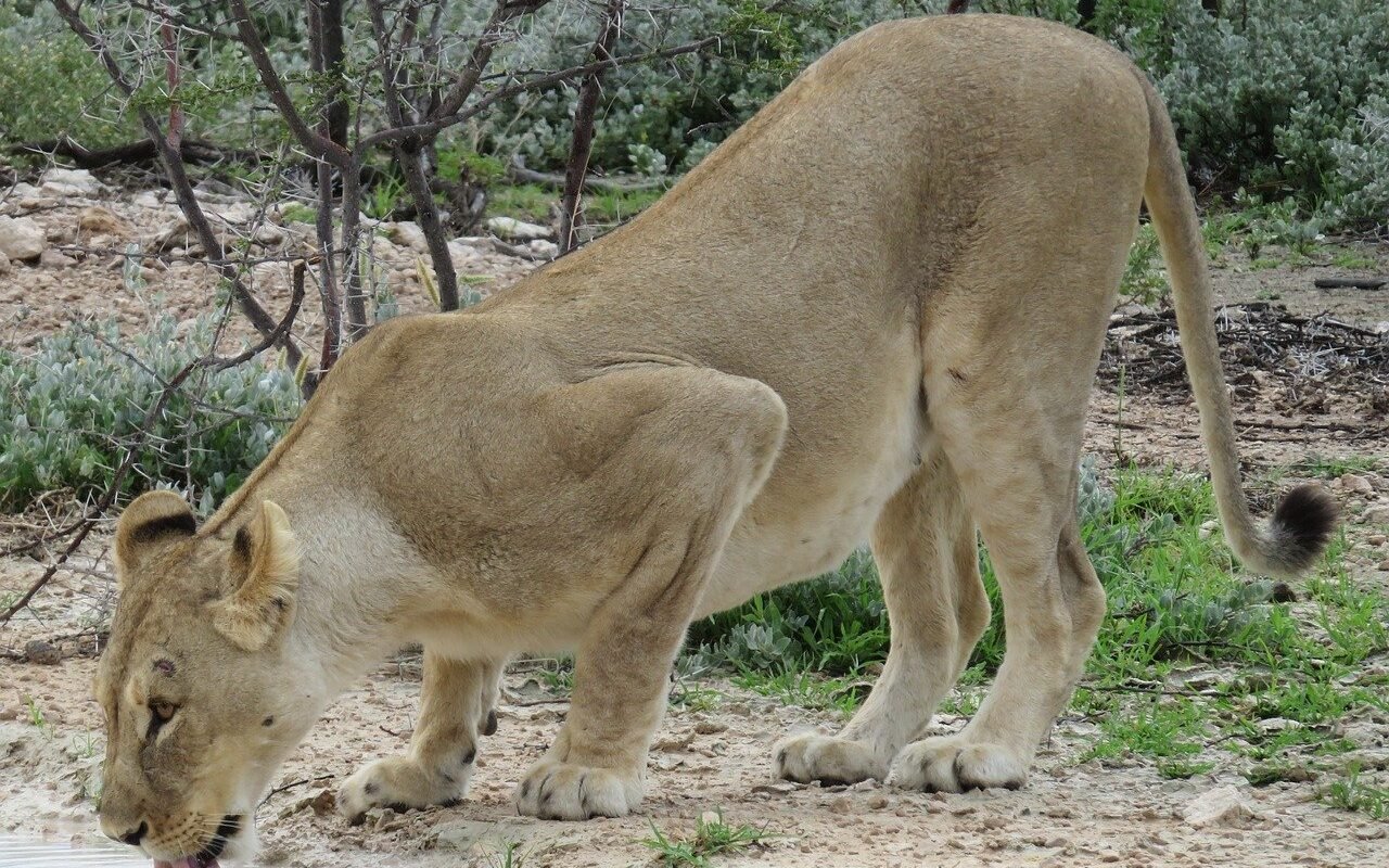 lion-namibia