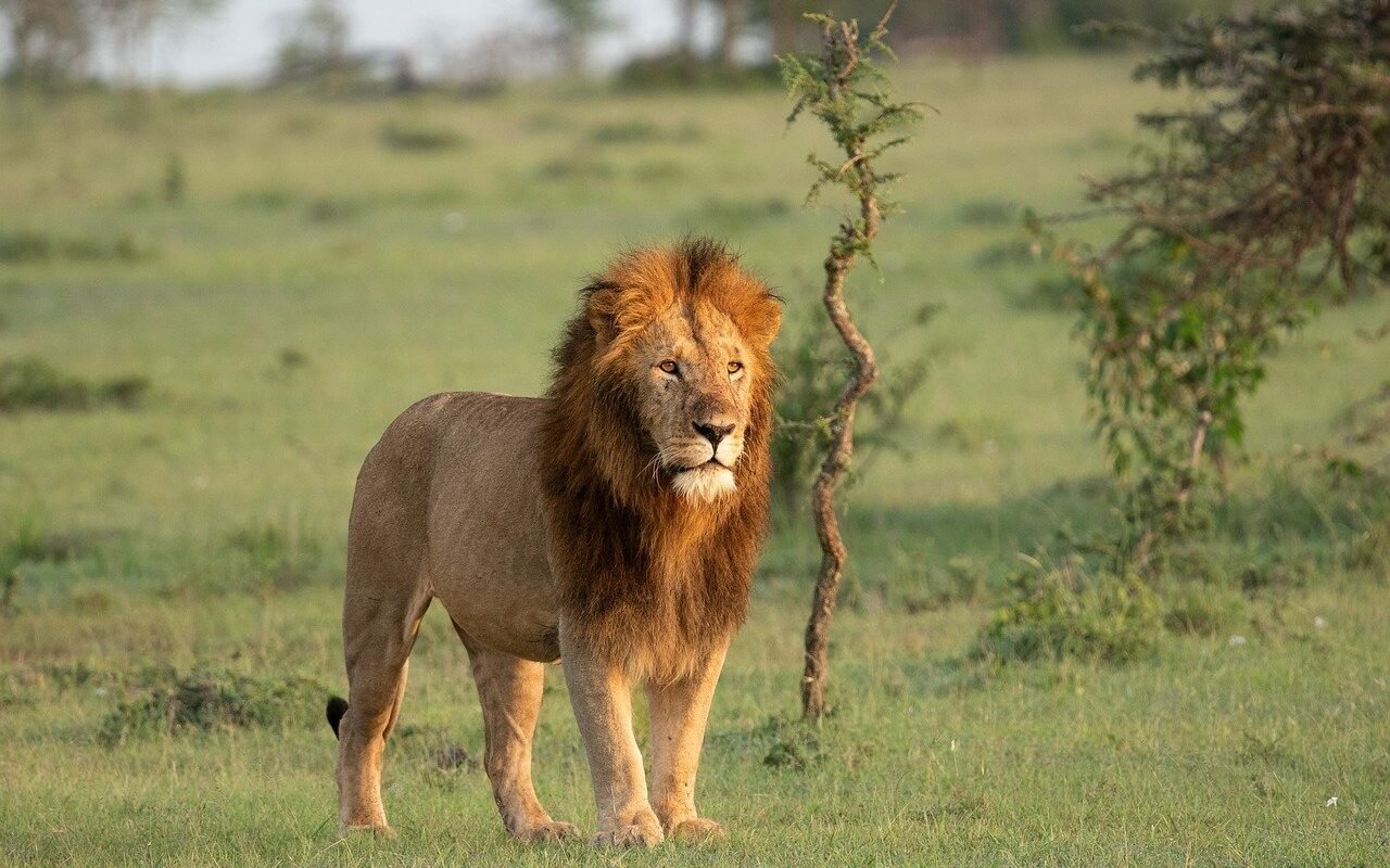 lion-Kenya-safari