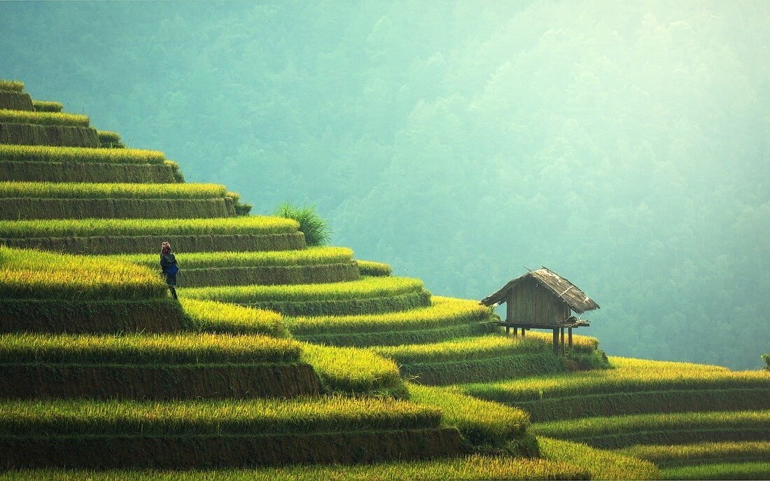 malaysia-rice