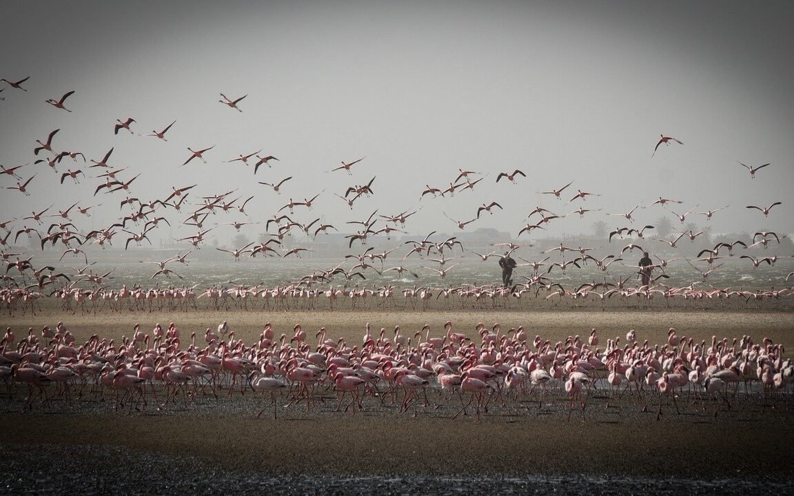 namibia wild animals