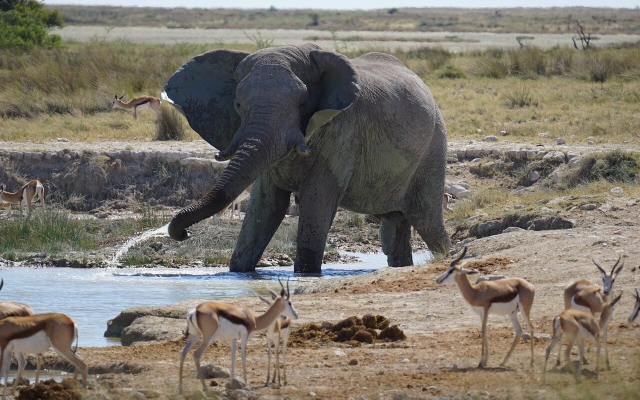 namibia-watering-holes