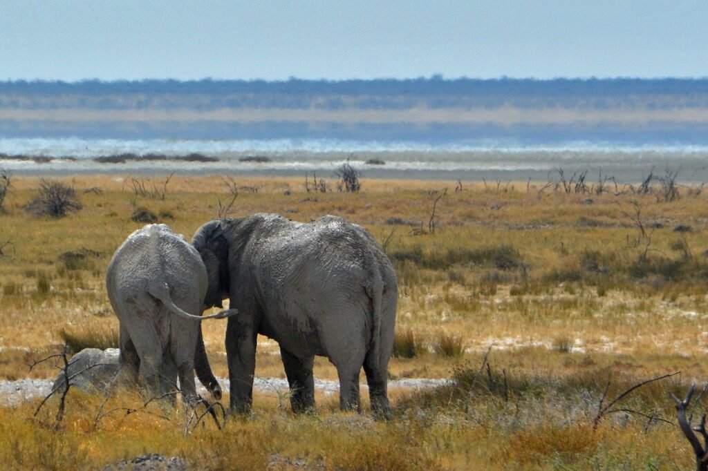 Namibia Safari