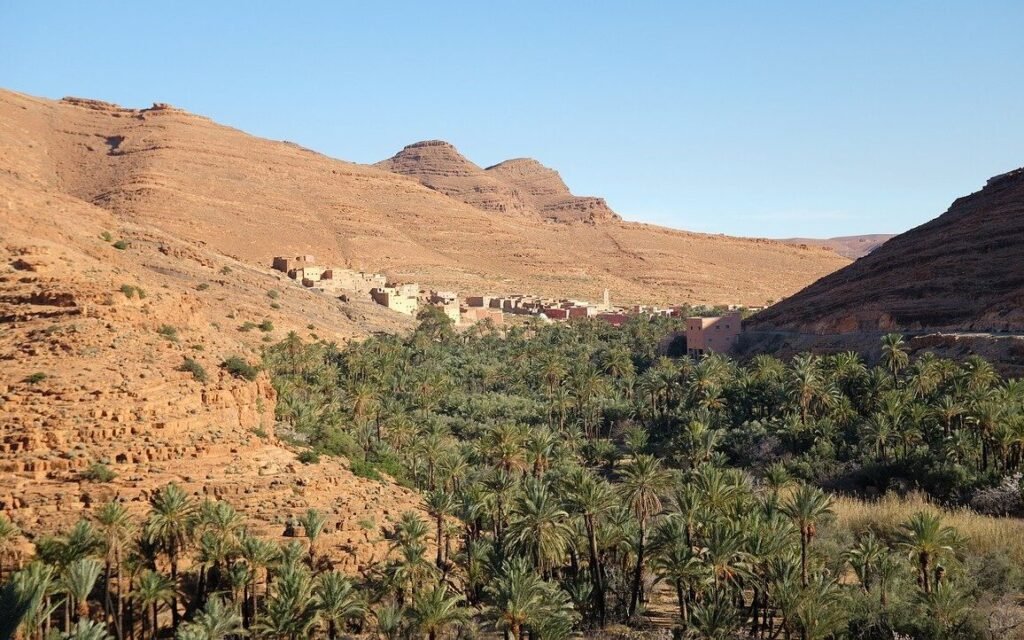 oasis-town-house-atlas-palm-tree