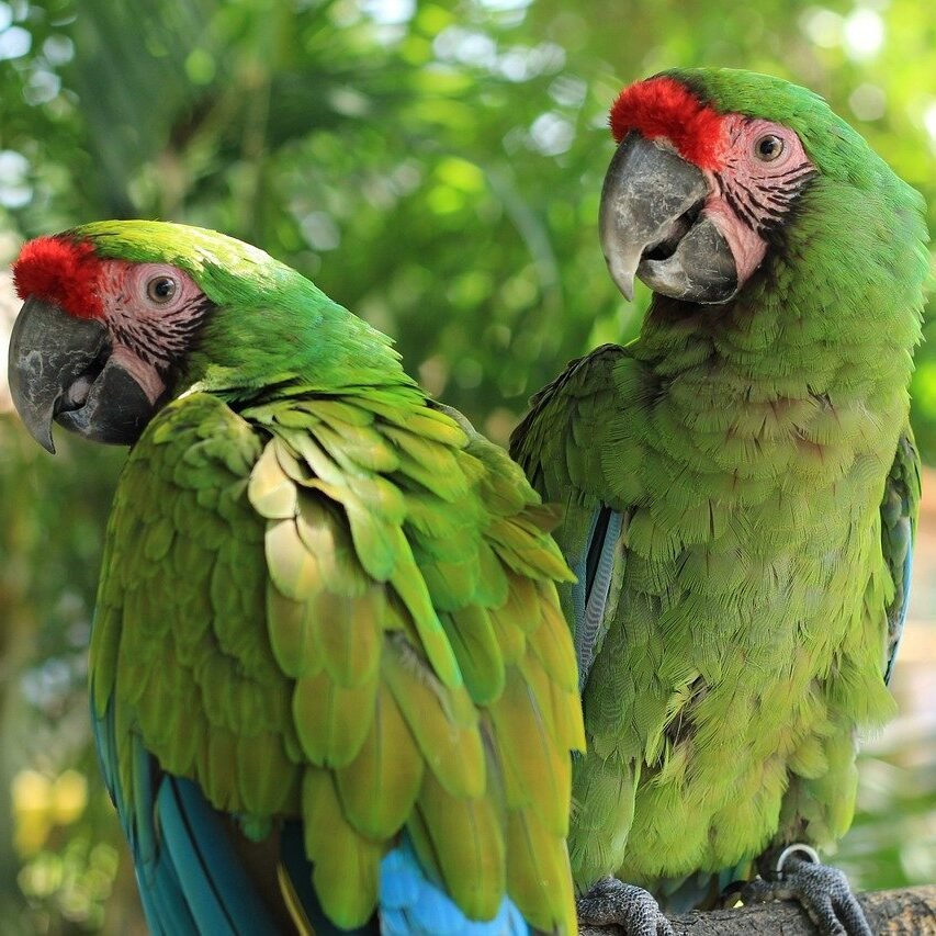Mexico-bio-diversity