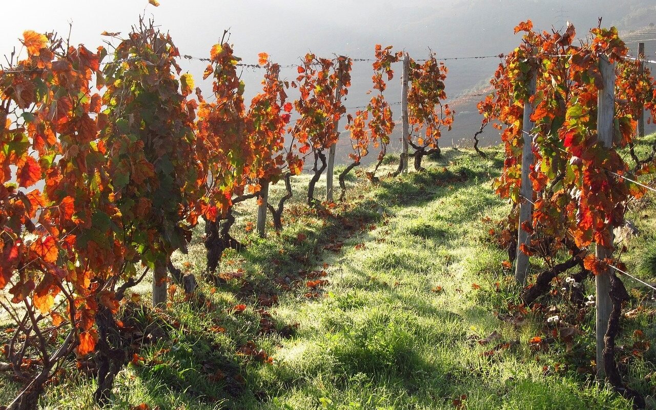 portugal-wine-douro-vineyard