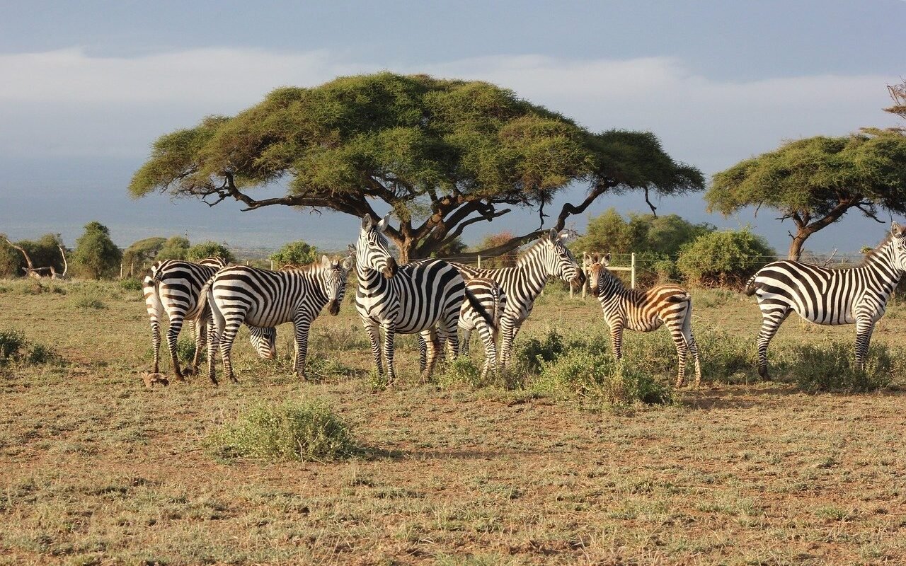 Kenya nature