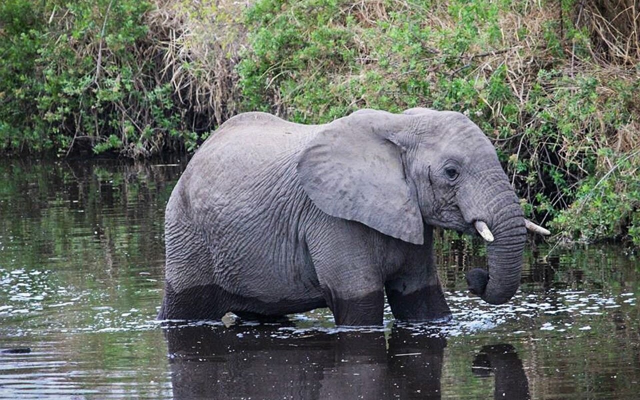 Tanzania Elephants