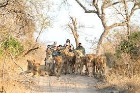 south-africa-safari-activities