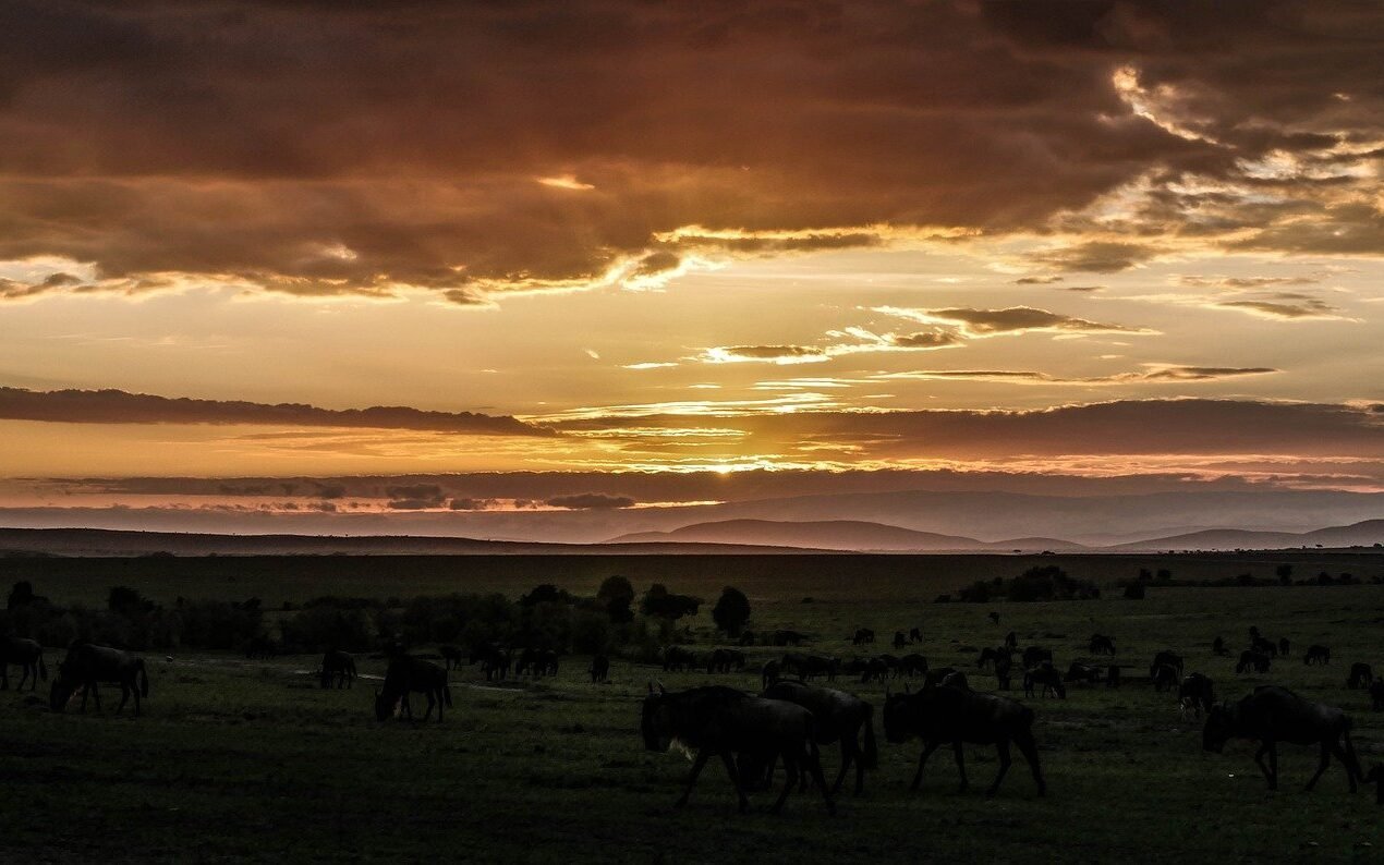 Night-safari-experience