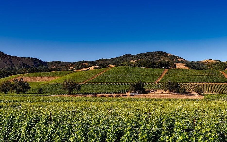 Vineyards California