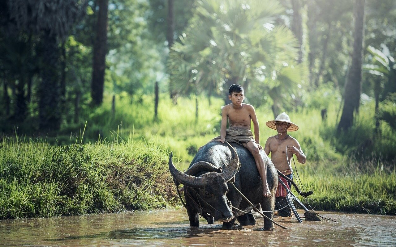 water-buffalo-Vietnam