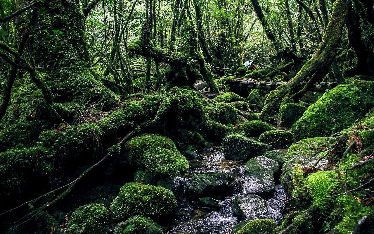 yakushima