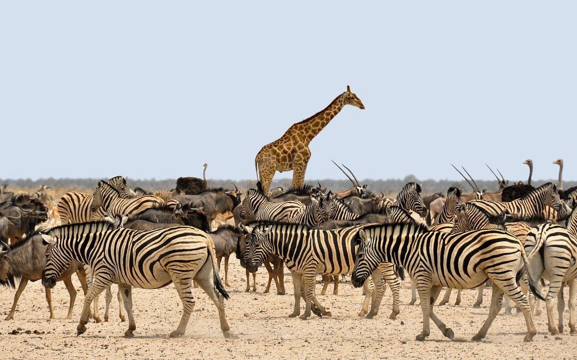 Namibia-wildlife