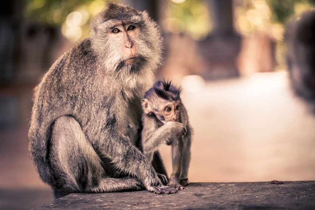 monkeys-ubud