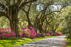 Pet Friendly Travel Itinerary Charleston