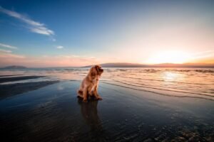 Tips to travel with your dog