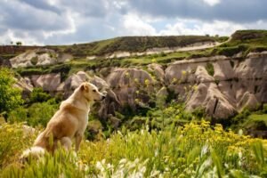 Pet-Friendly USA Destinations