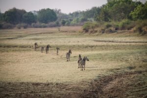 Zambia safari