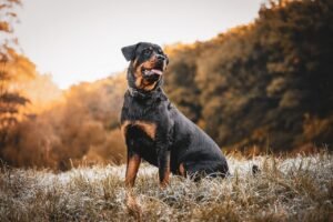 Pet Friendly Travels