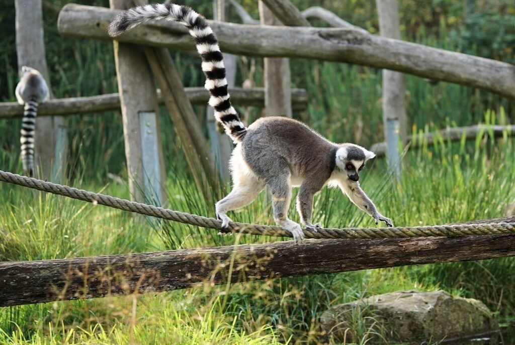 Madagascar