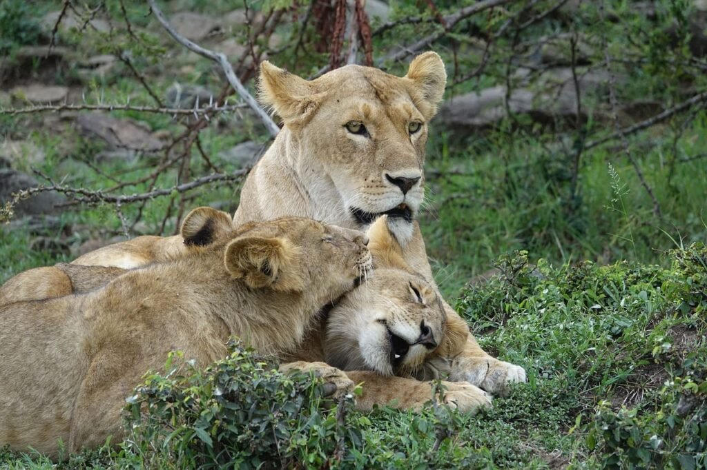 Masai Mara, Kenya