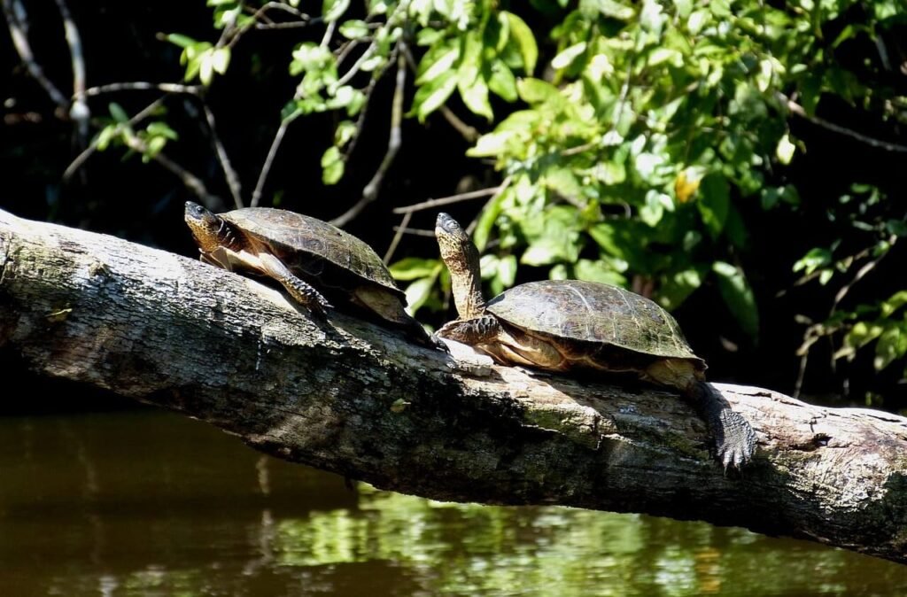 Tortuguero National Park