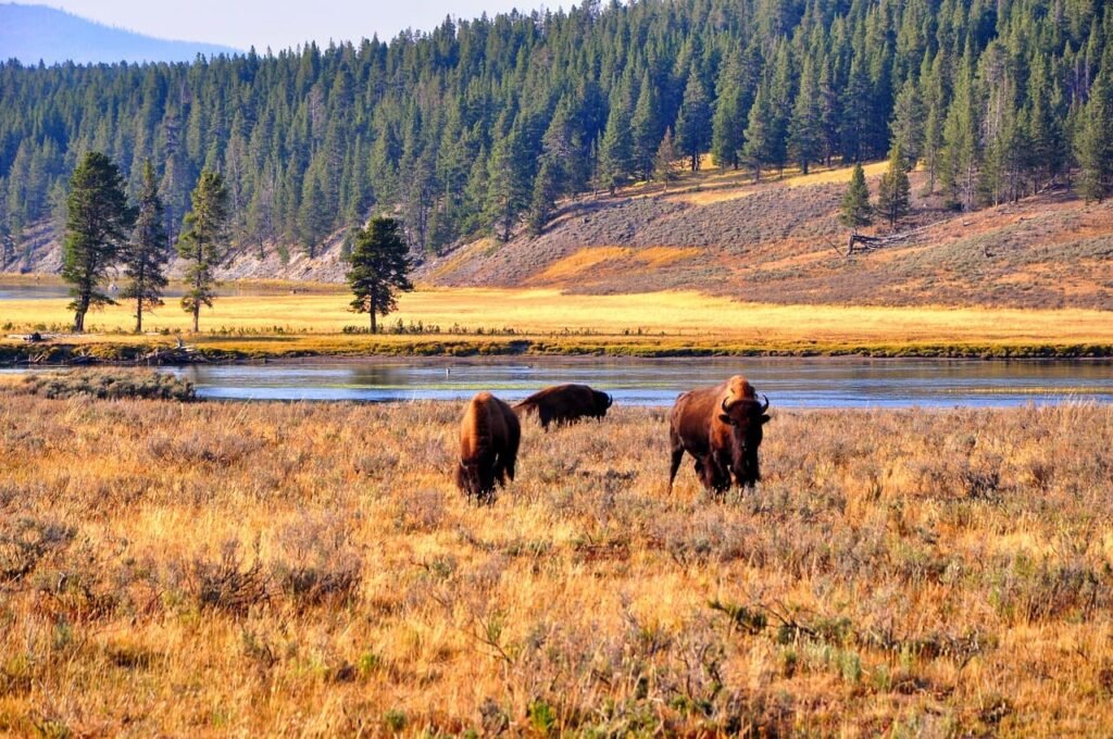 Yellowstone National Park, USA